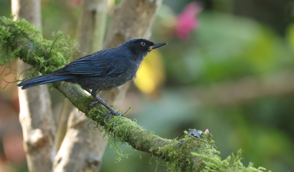 maskeblomsterborer - ML646790226