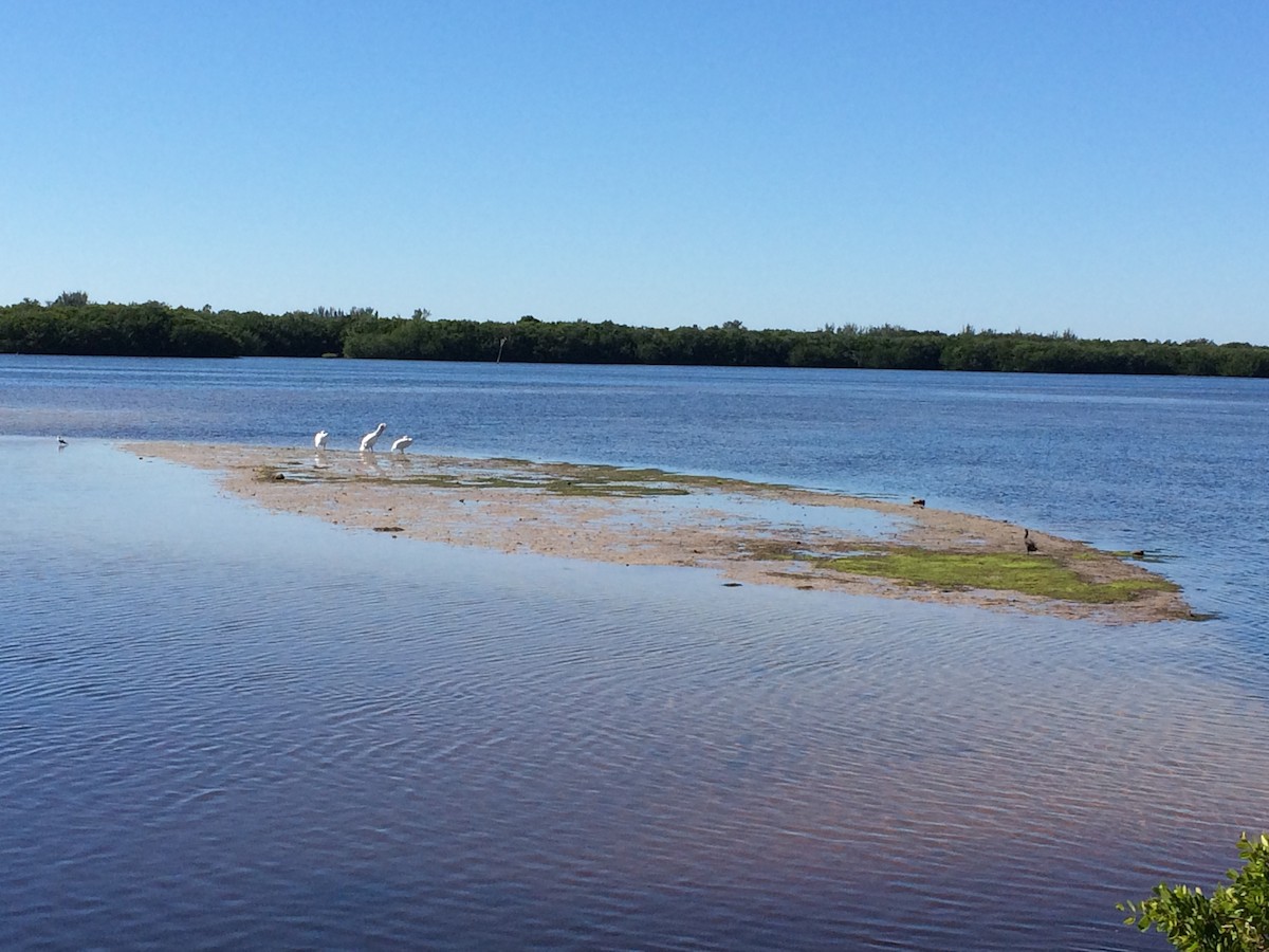 Pelikano zuri amerikarra - ML646790229