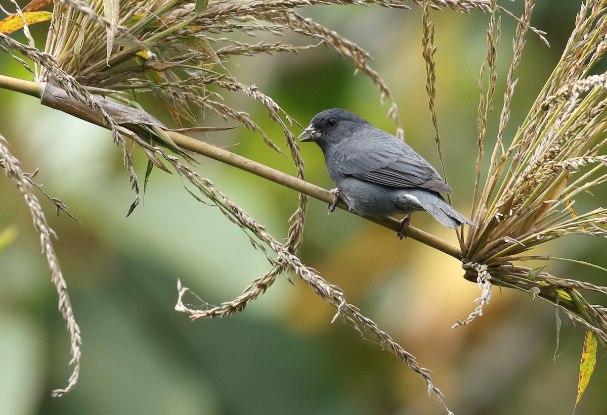 Slaty Finch - ML646790232
