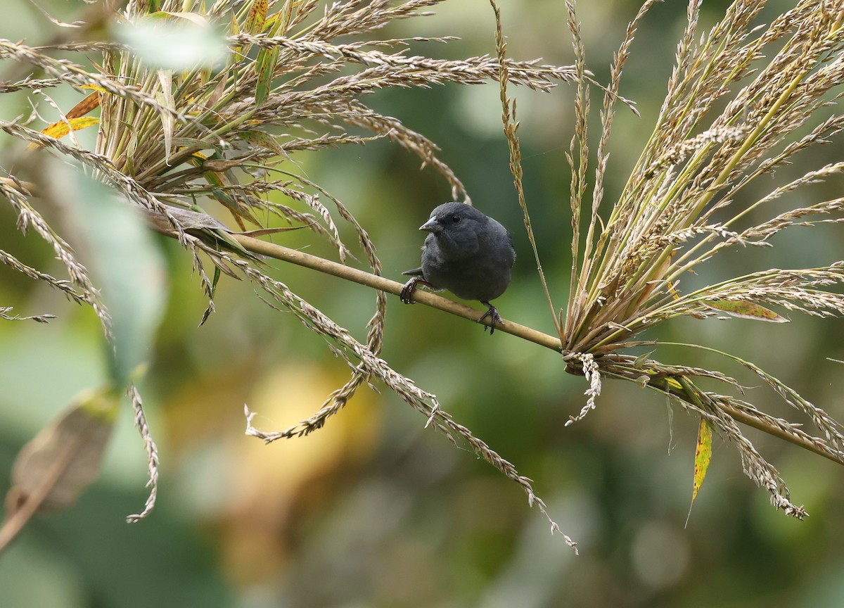 Slaty Finch - ML646790233