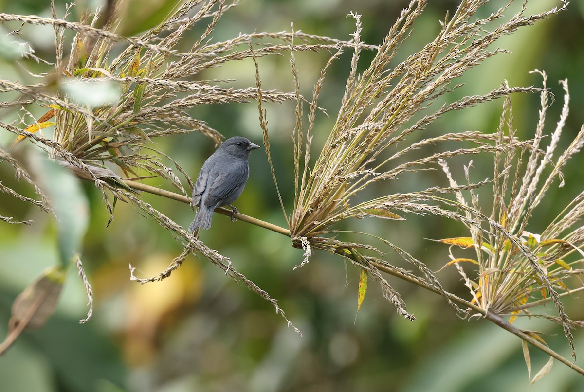Slaty Finch - ML646790234
