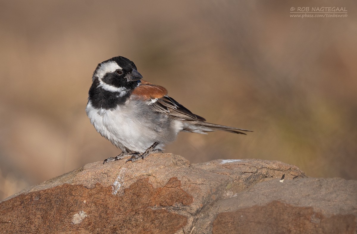 Cape Sparrow - ML646790236