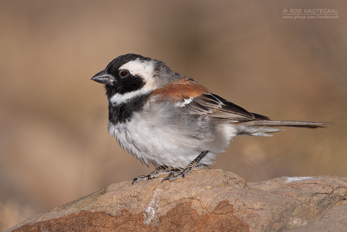 Cape Sparrow - ML646790237