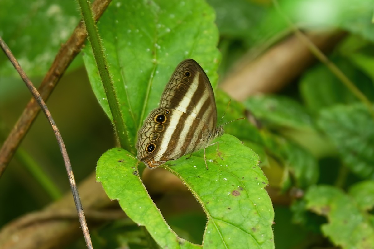 White Satyr - ML646790238