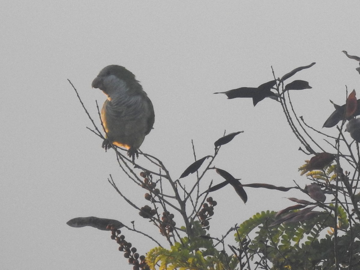 Mönchssittich - ML646790239