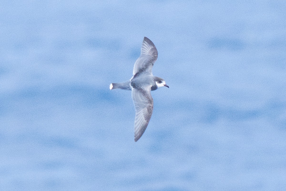 Blue Petrel - ML646790240