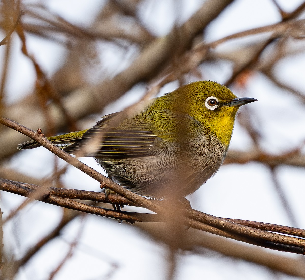 Anteojitos Japonés - ML646790241