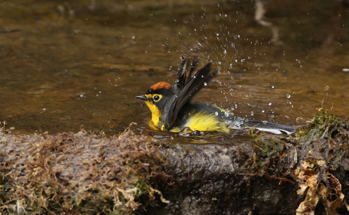 gulbrillehvitstjert - ML646790242