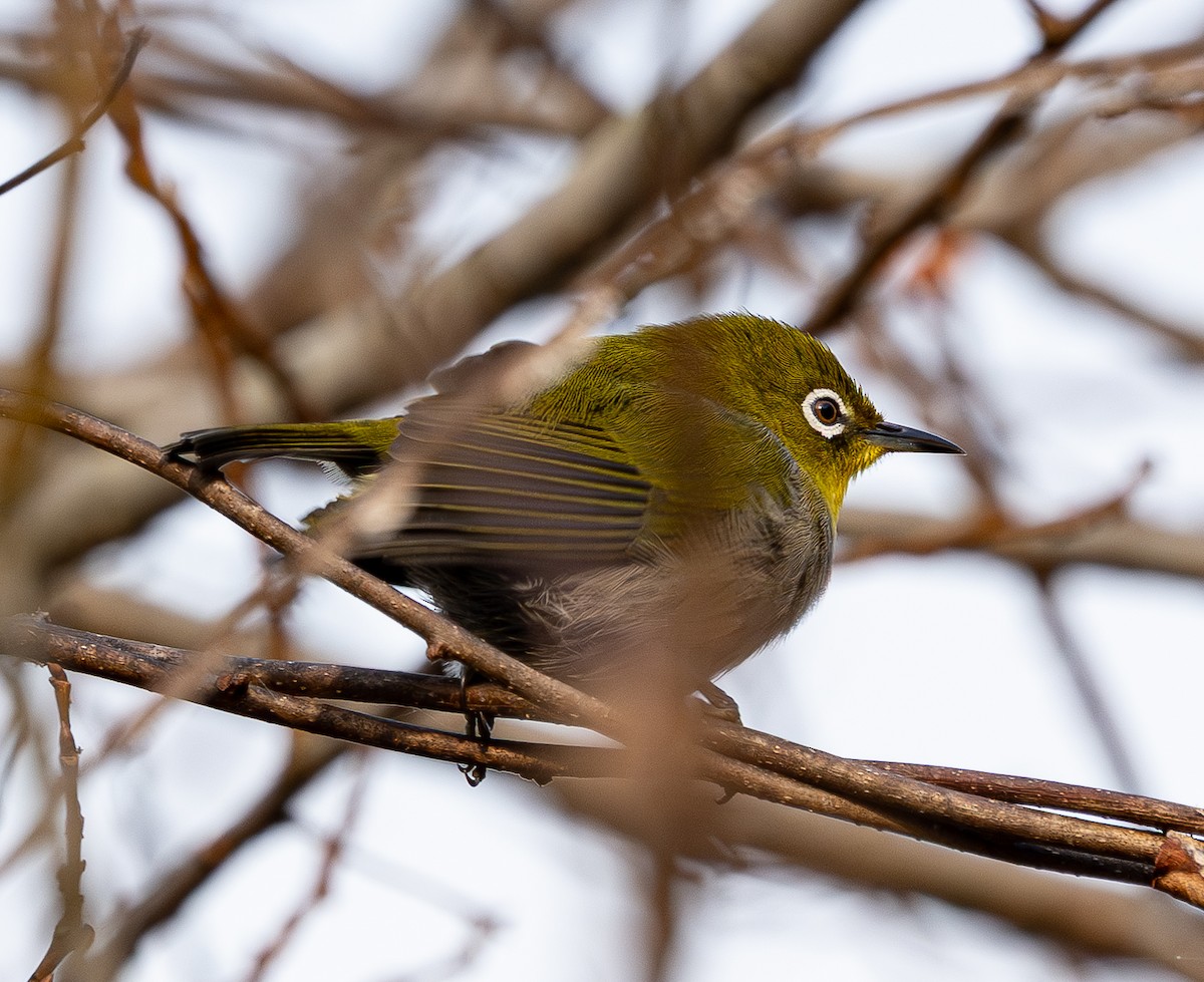 Warbling White-eye - ML646790243