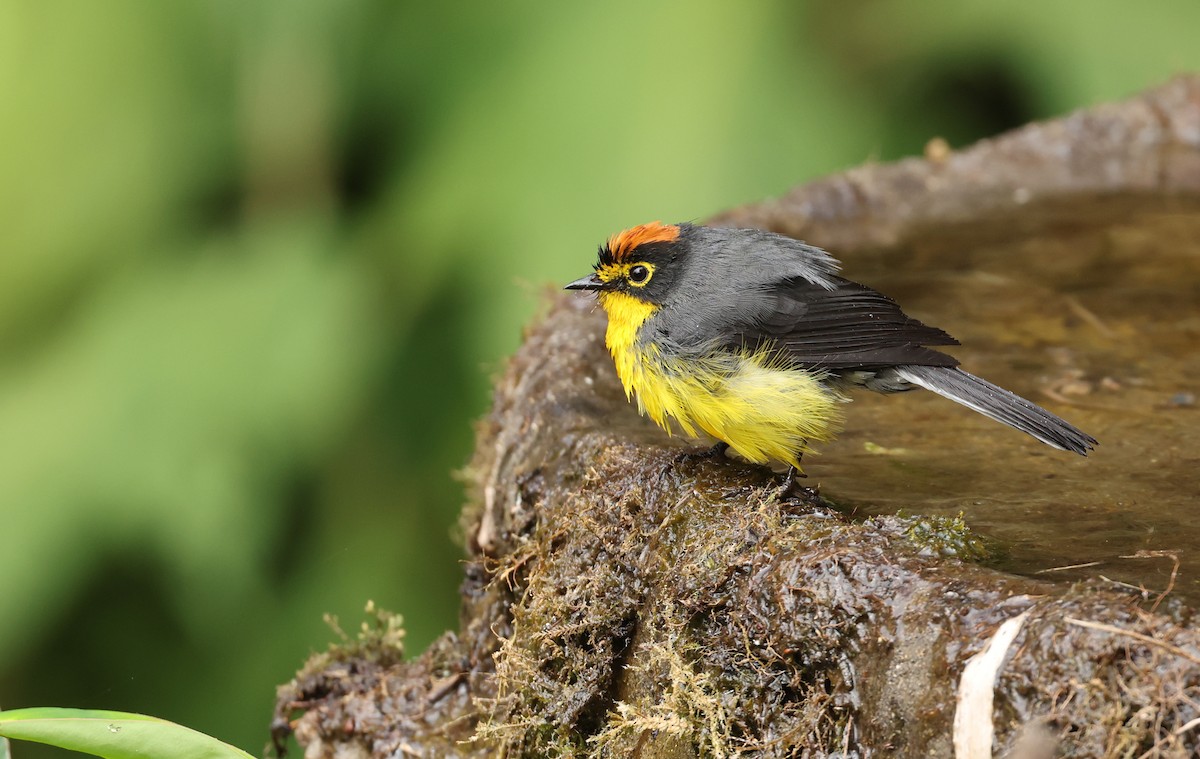 gulbrillehvitstjert - ML646790244