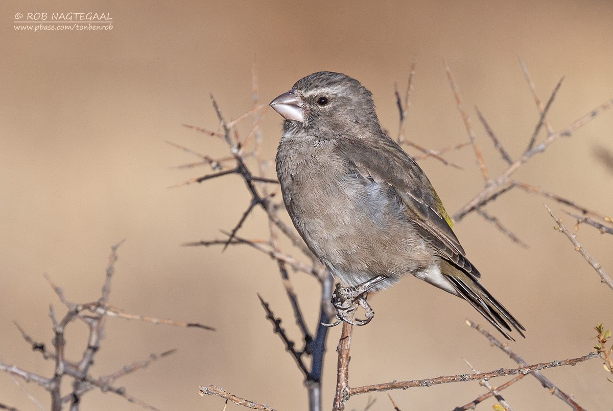 White-throated Canary - ML646790245