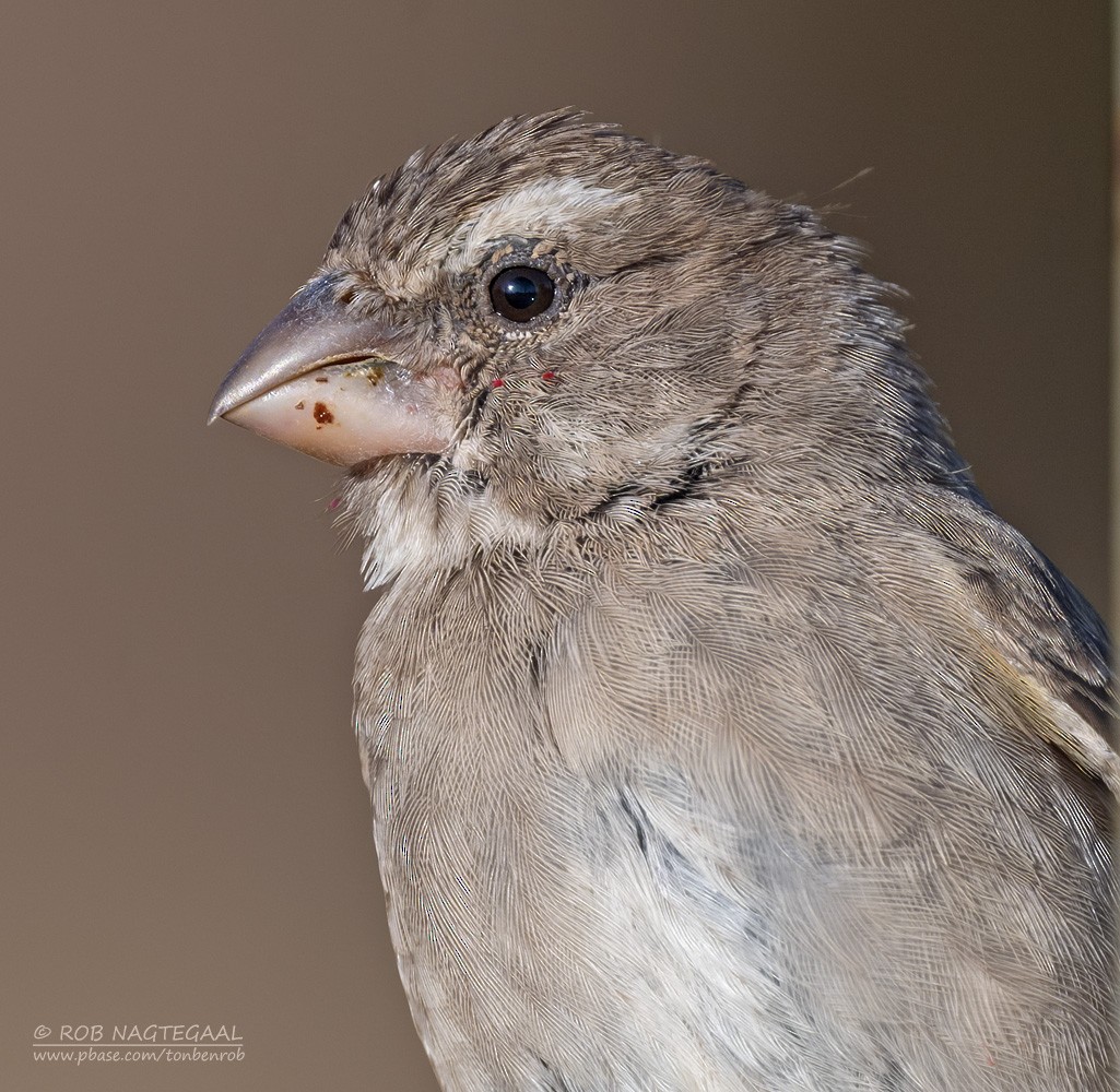 White-throated Canary - ML646790246