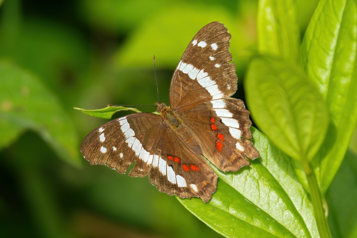 Banded Peacock - ML646790247