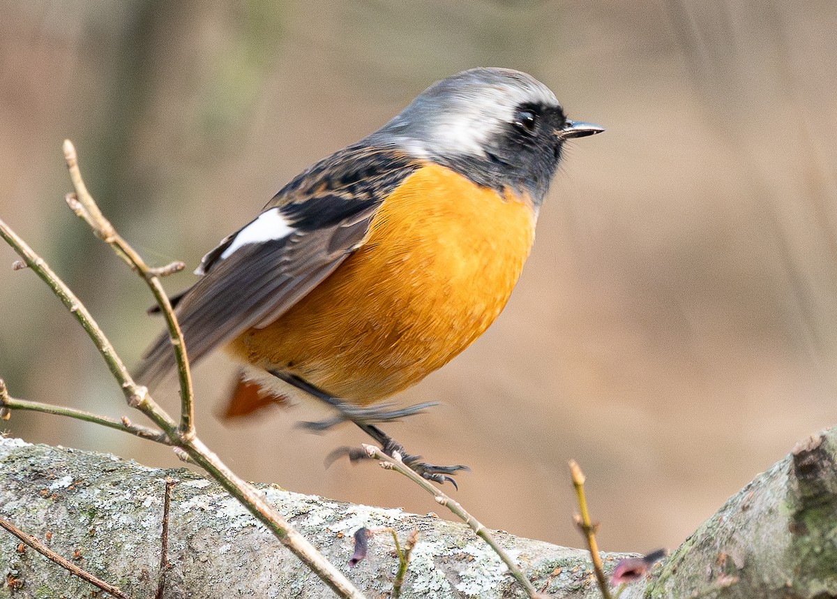 Daurian Redstart - ML646790248