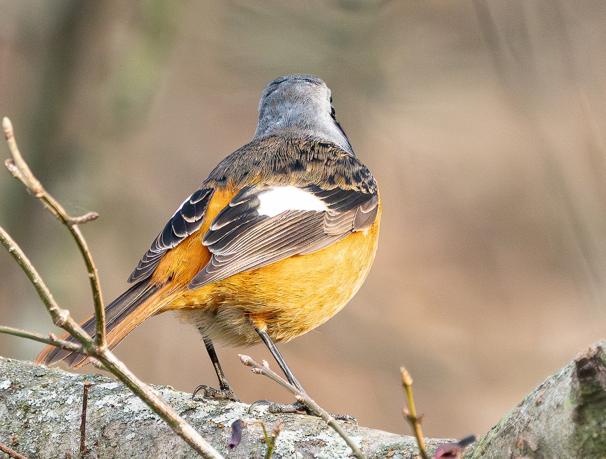 Daurian Redstart - ML646790249