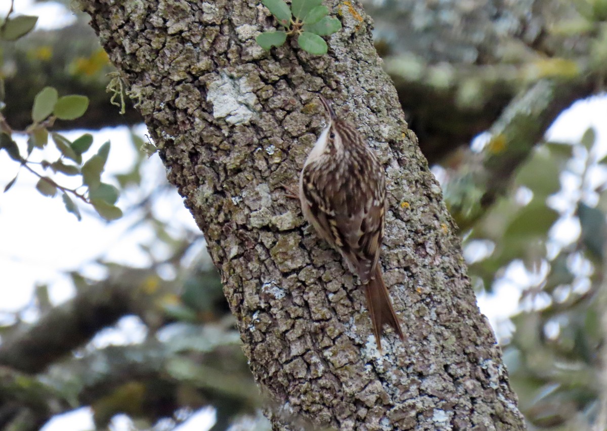 Short-toed Treecreeper - ML646790250