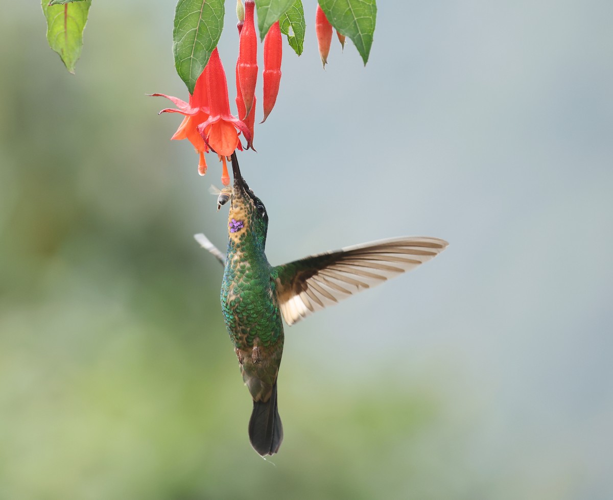 Buff-winged Starfrontlet - ML646790251