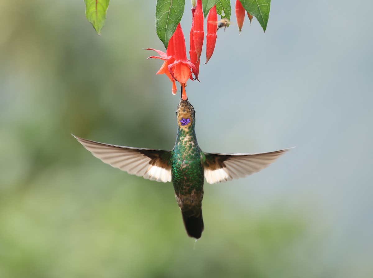 Buff-winged Starfrontlet - ML646790252