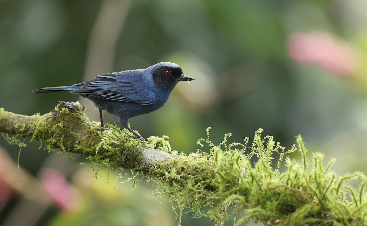 Masked Flowerpiercer - ML646790254
