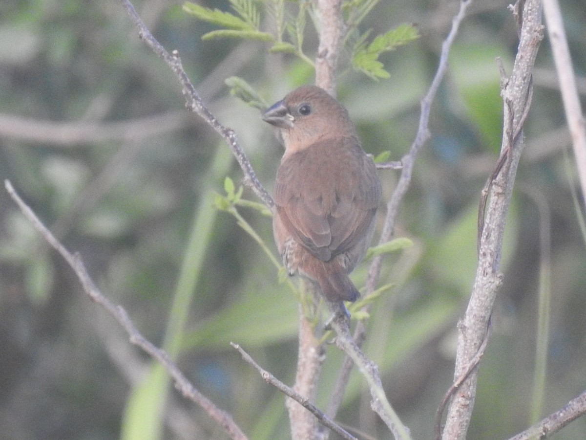 Scaly-breasted Munia - ML646790255