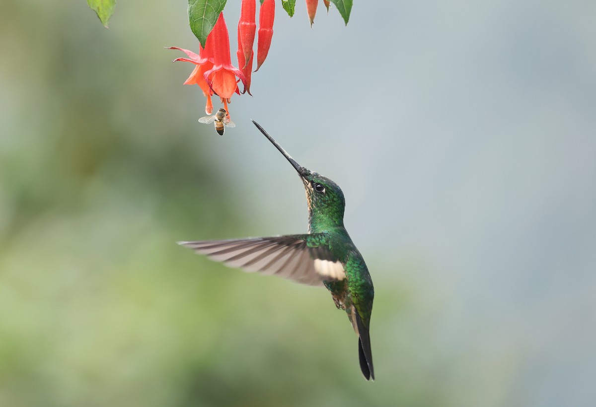 Buff-winged Starfrontlet - ML646790256