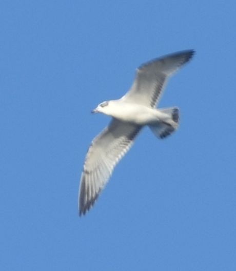 Mediterranean Gull - ML646790257