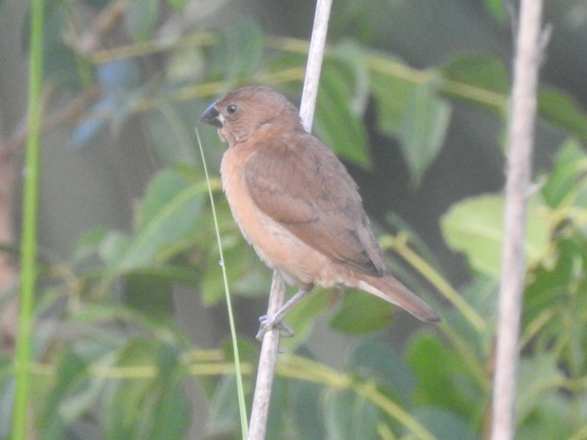 Scaly-breasted Munia - ML646790258