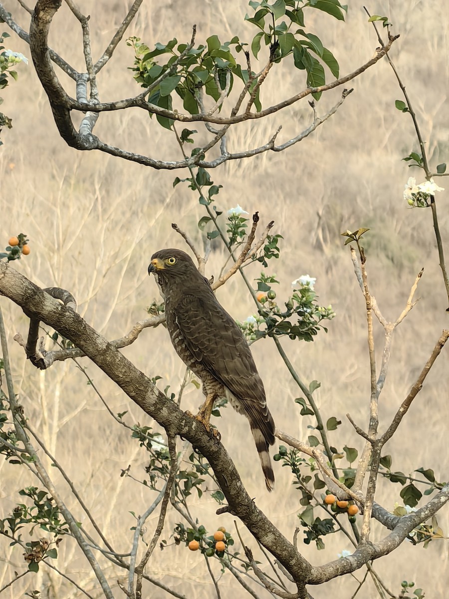 Roadside Hawk - ML646790259