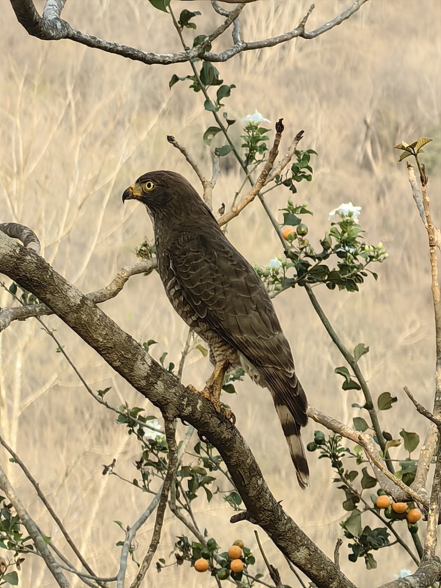 Roadside Hawk - ML646790260