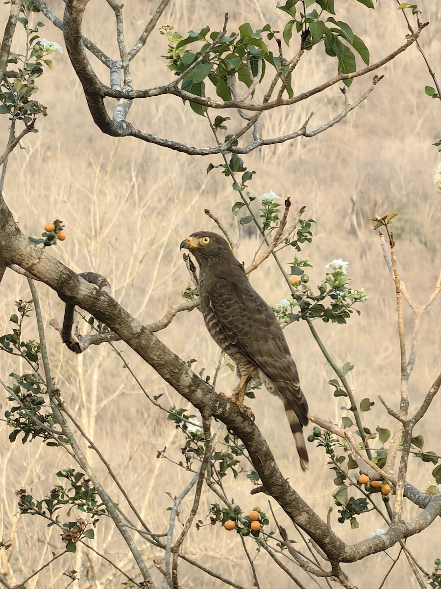 Roadside Hawk - ML646790261