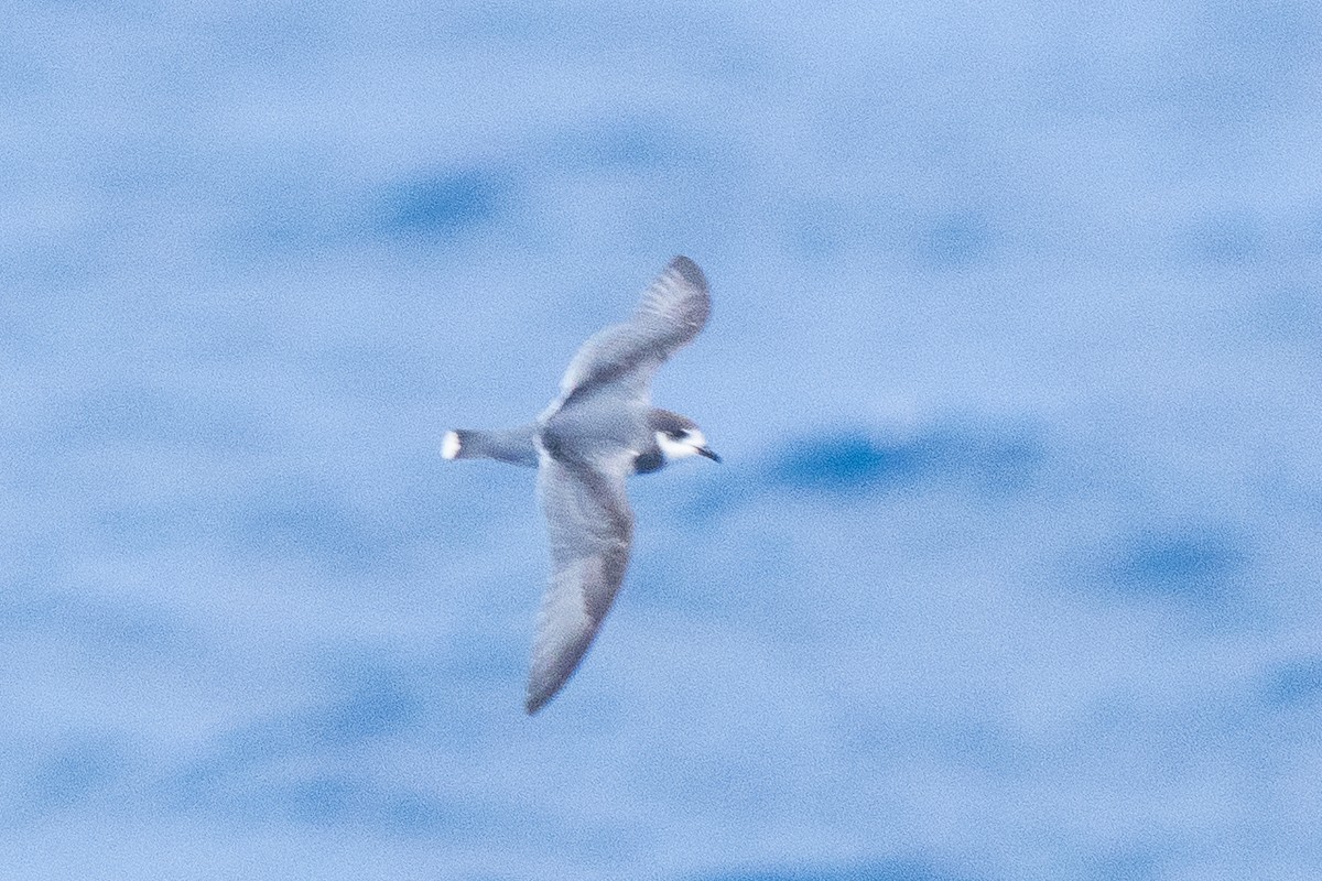 Blue Petrel - ML646790262