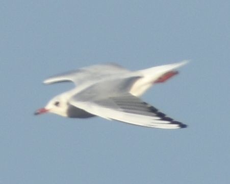 Black-headed Gull - ML646790263