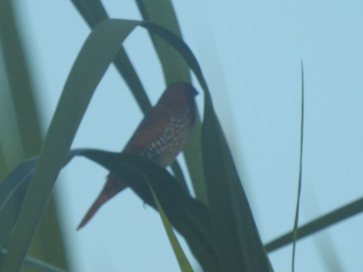 Scaly-breasted Munia - ML646790264