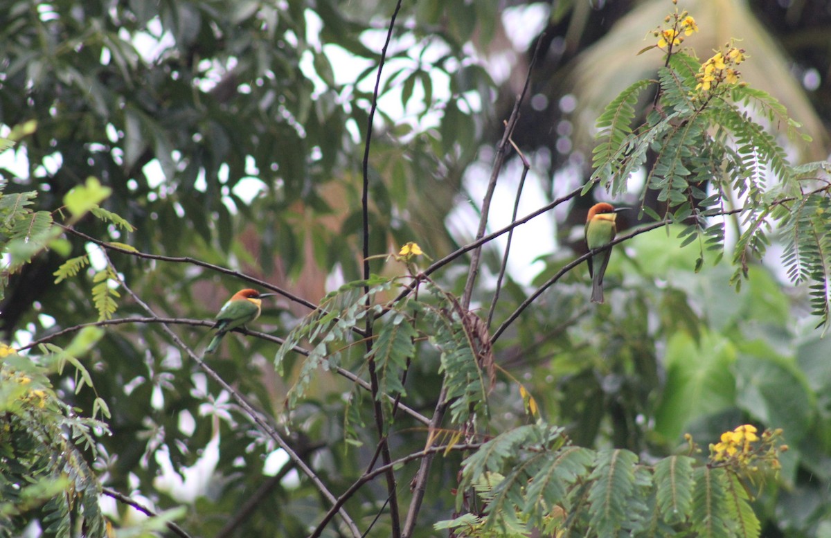 Chestnut-headed Bee-eater - ML646790265