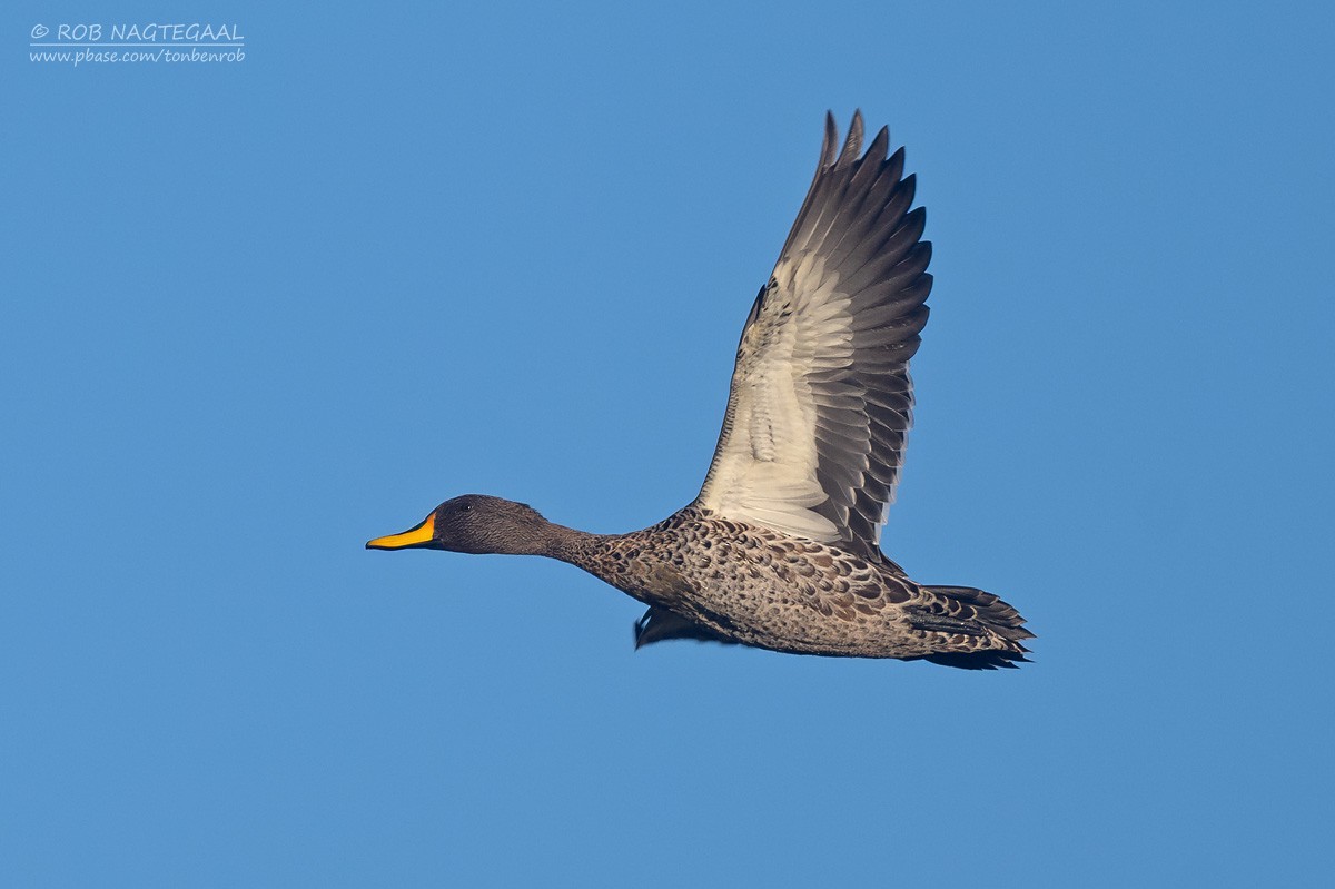 Yellow-billed Duck - ML646790266