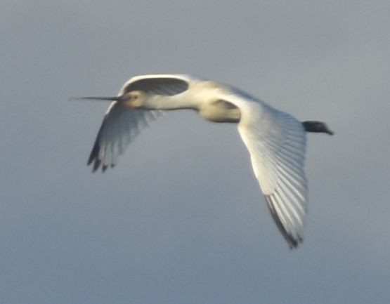 Eurasian Spoonbill - ML646790268