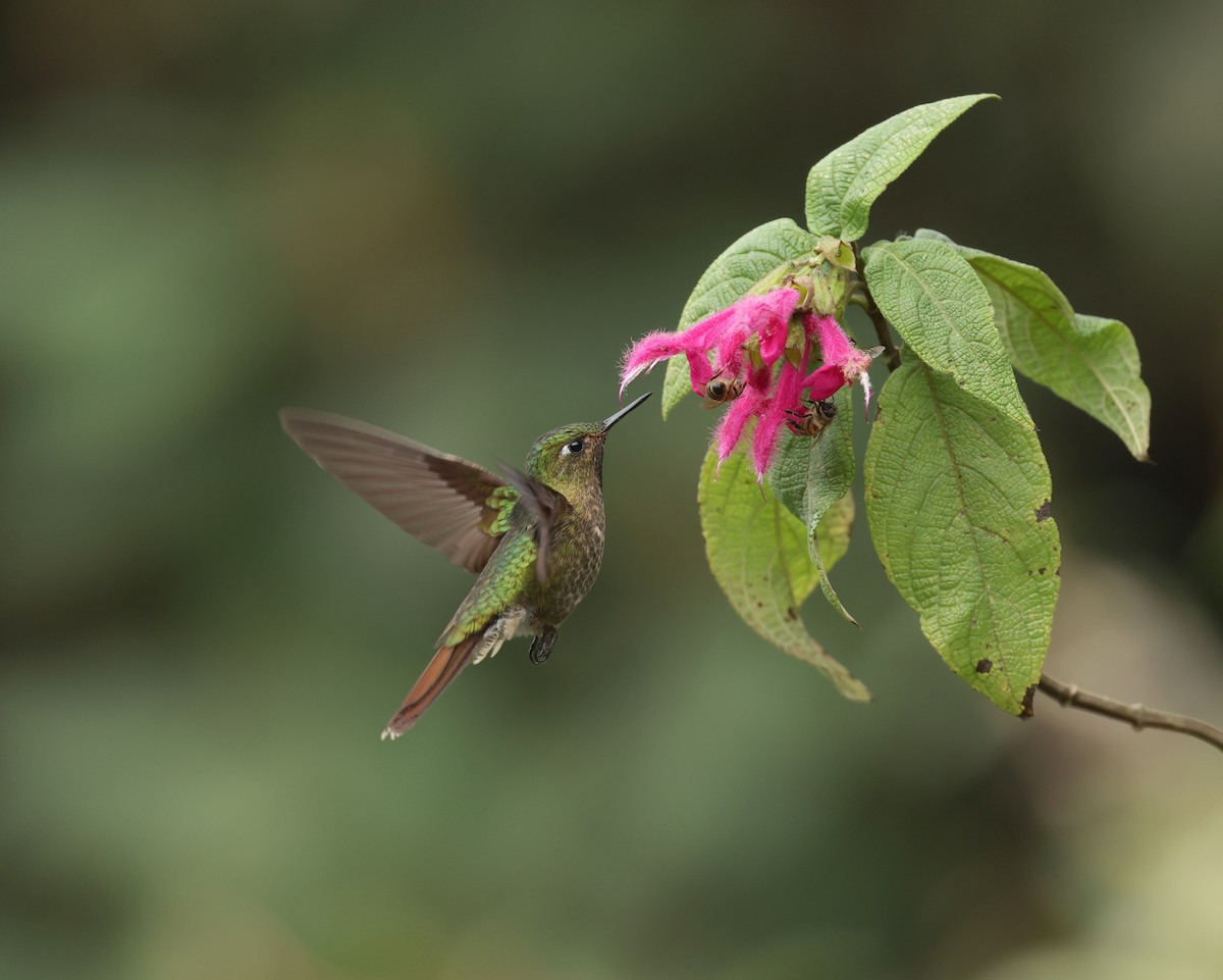 Tyrian Metaltail - ML646790269