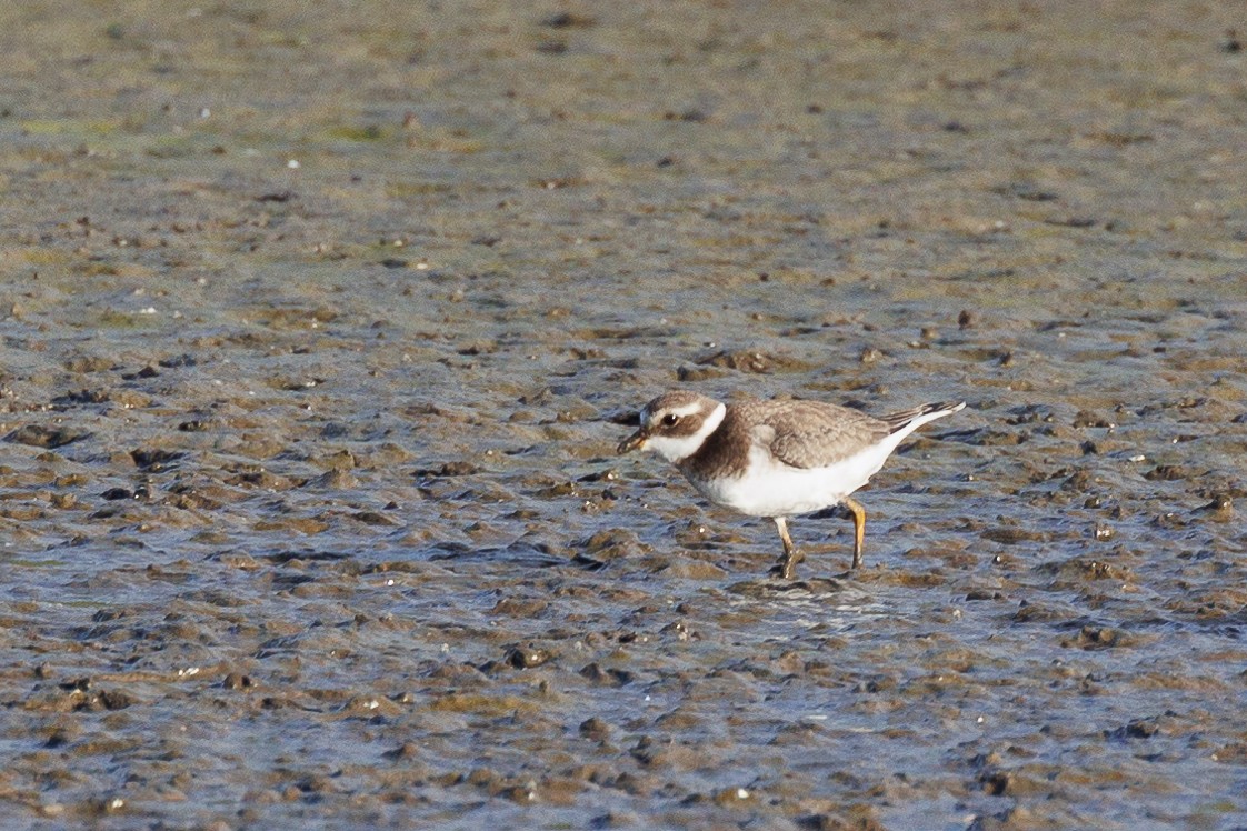 Common Ringed Plover - ML646790270