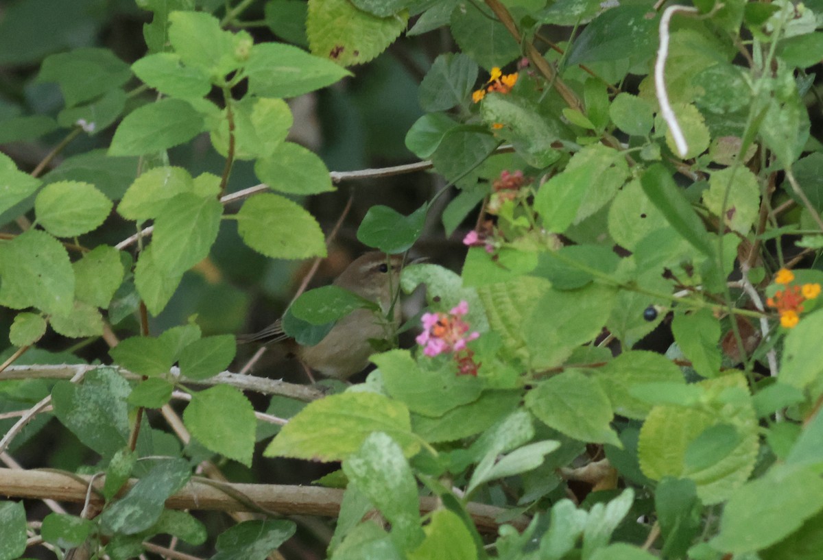 Manchurian Bush Warbler - ML646790271