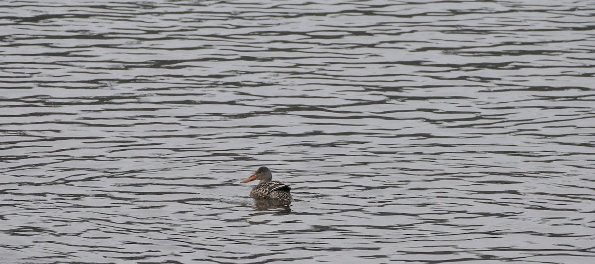 Northern Shoveler - ML646790272