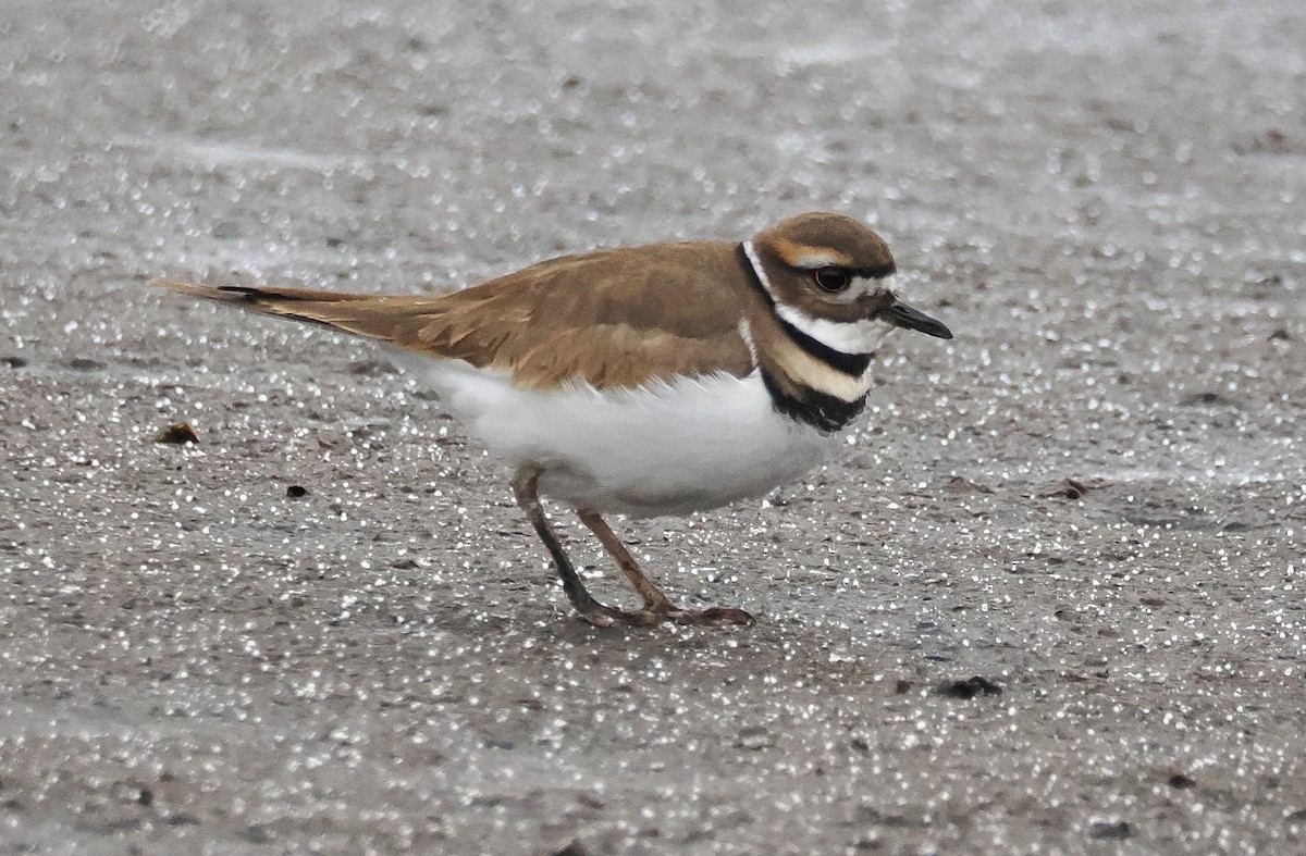 Killdeer - ML646790273