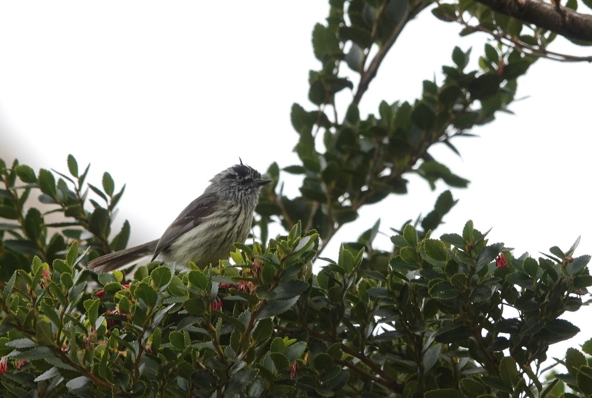 Tufted Tit-Tyrant - ML646790275