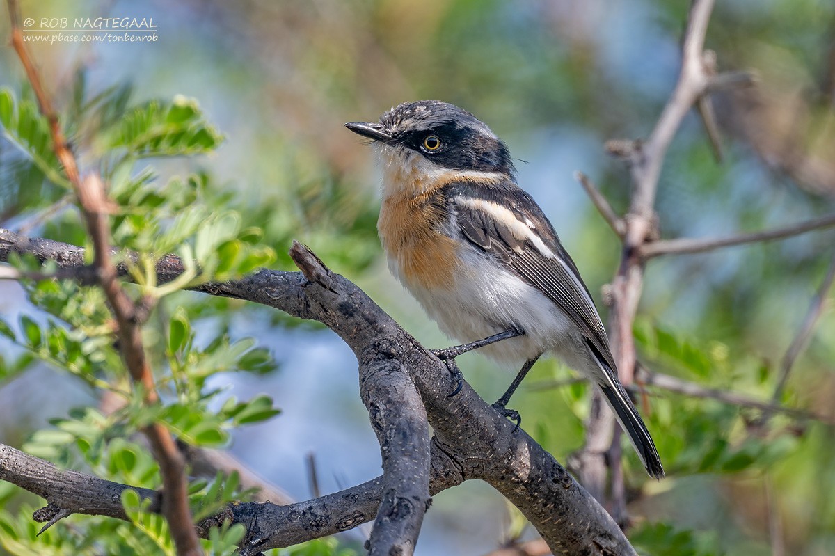 Pririt Batis - ML646790277