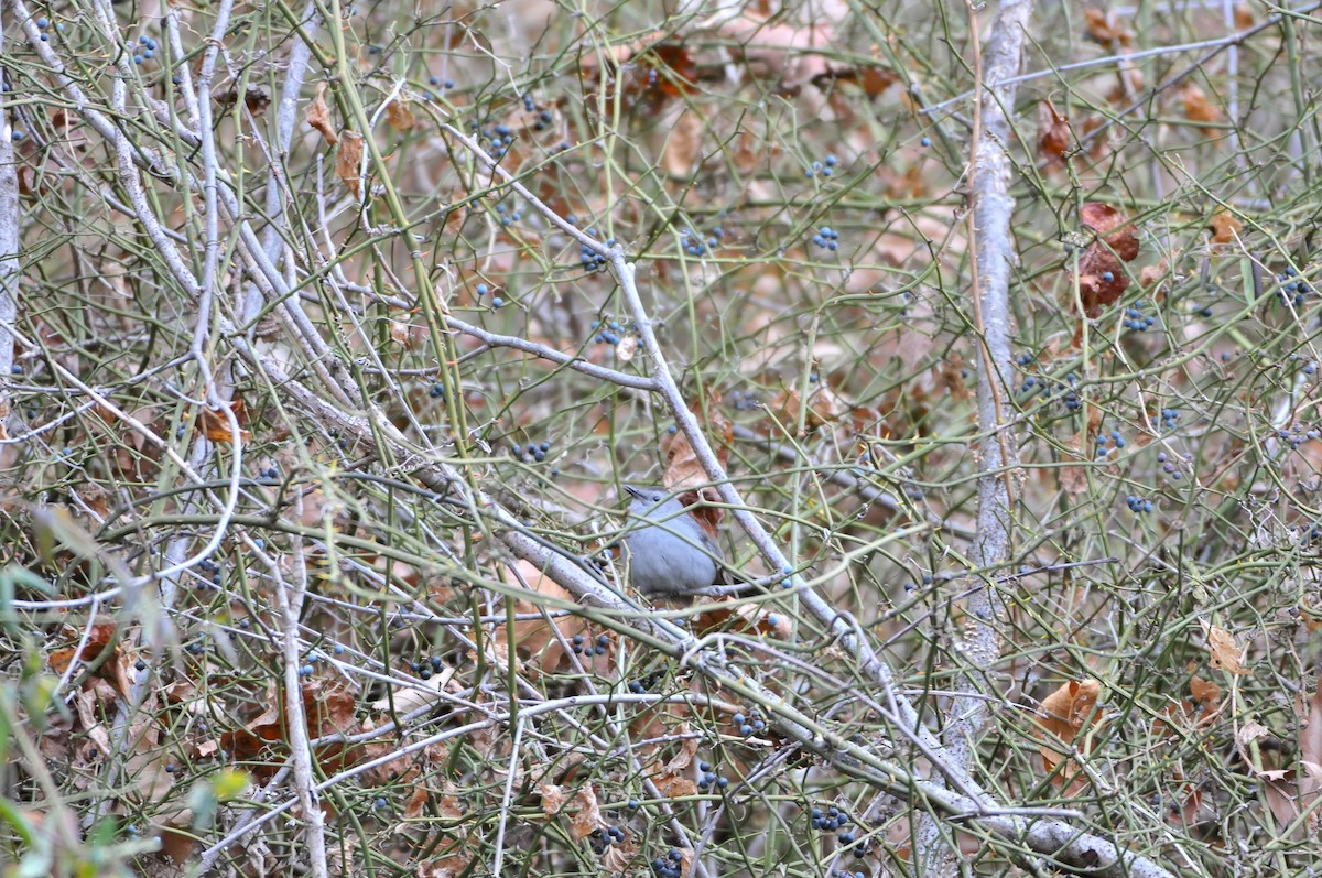 Gray Catbird - ML646790278