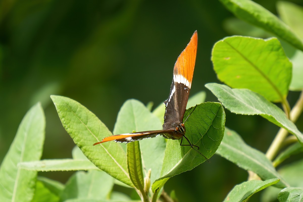 Schokoladenfalter - ML646790280