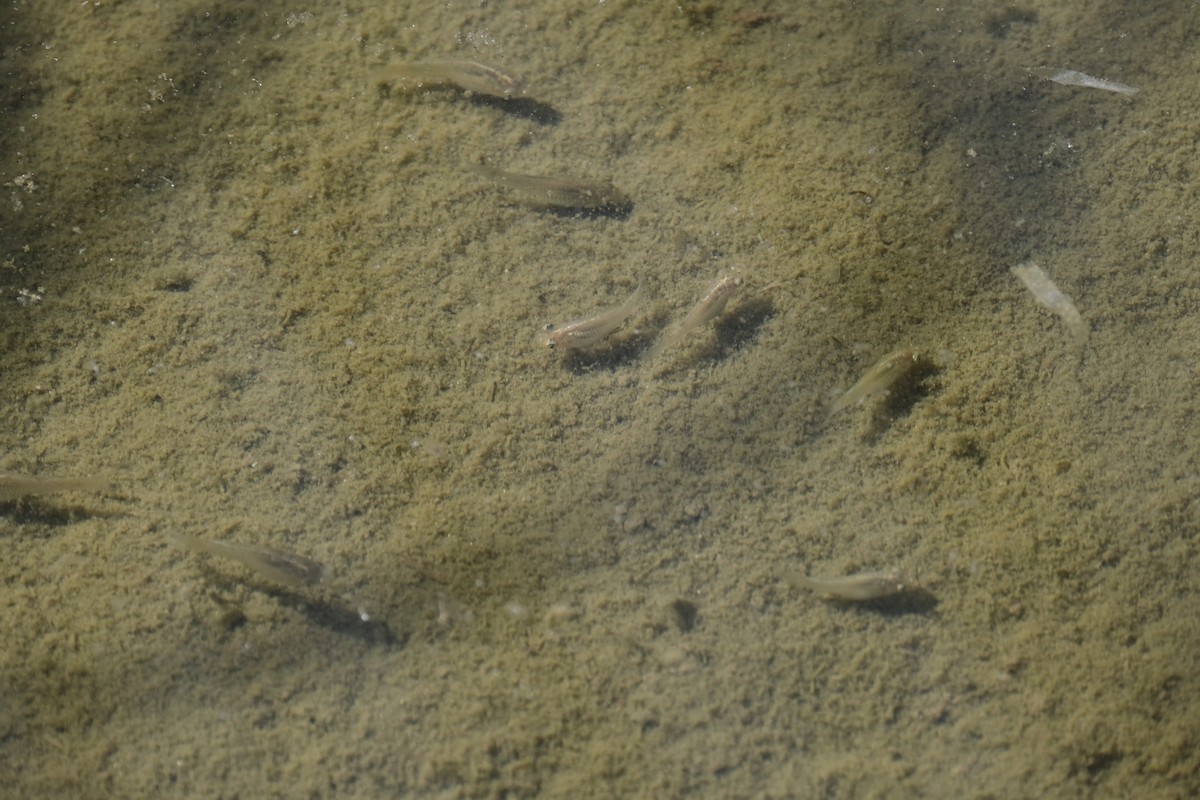 Sailfin Molly - ML646790284