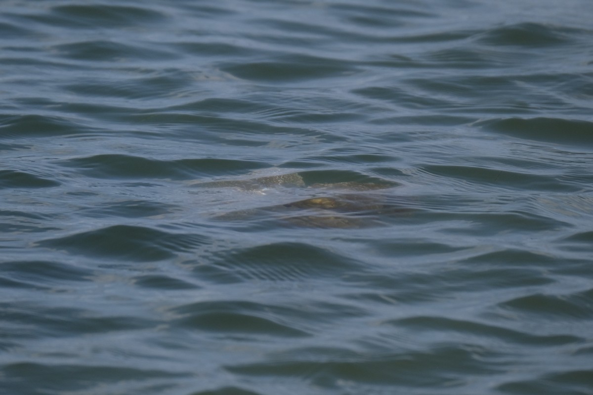 刺胞動物門 - ML646790285