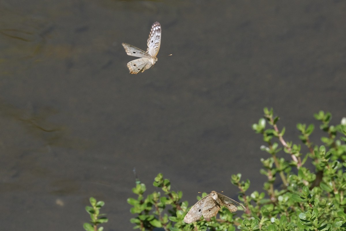 ウスベニタテハ - ML646790290