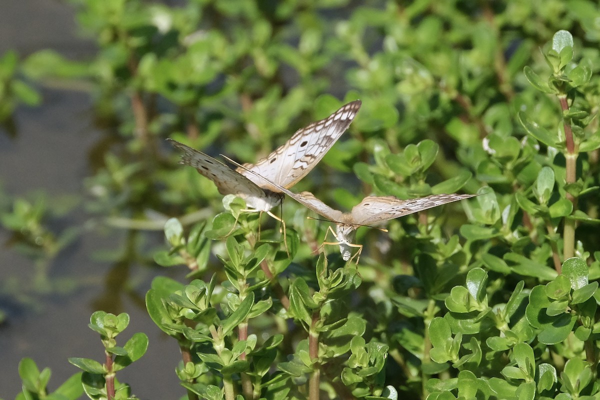 ウスベニタテハ - ML646790292