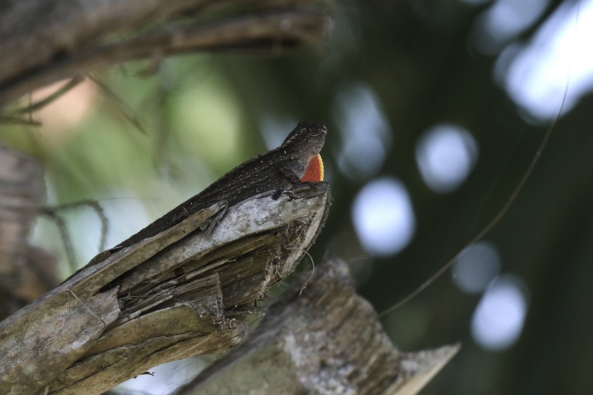 ブラウンアノール - ML646790294